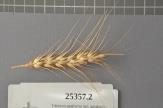Click for 1 image(s) for this accession. Spike